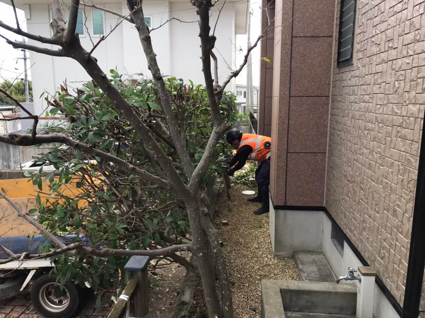 高さの確認を行いながら、表面から見える太い切り口の切り戻しを行います